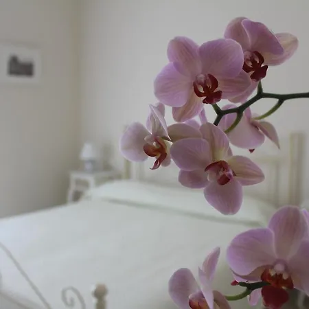 Il Giglio Bianco Sorrento